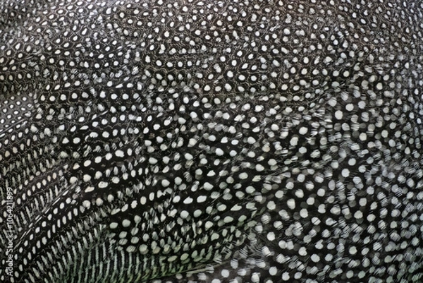 Obraz Close Up of a Helmeted Guineafowl plumage