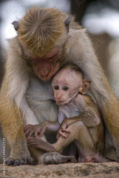 Obraz Toque macaque