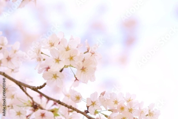 Fototapeta 桜の花が咲いた