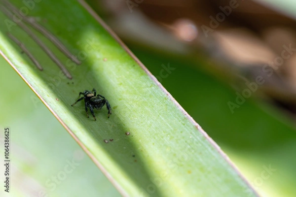 Obraz Agave Jumping Spider (Paraphidippus basalis)