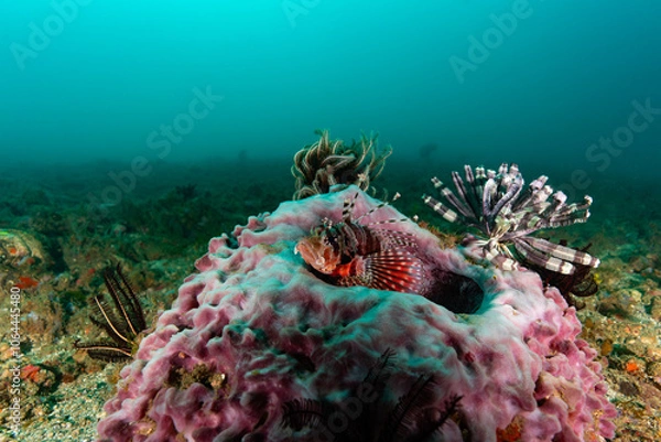 Obraz Red white striped lionfish atop colourful hard coral