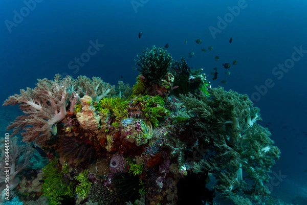 Obraz Vibrant coral reef with small fish swimming around it
