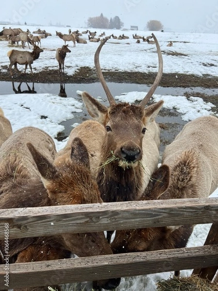 Obraz Elk Eating