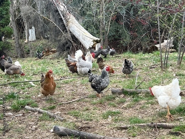 Obraz chickens 