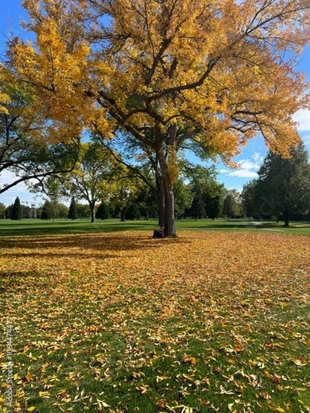 Obraz Falling leaves
