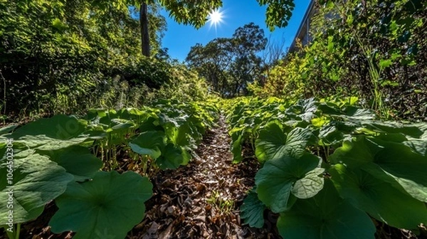 Fototapeta Lush Green Foliage Path in a Forest