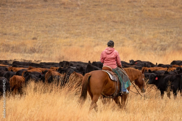 Obraz Cowgirl on cutting horse moving livestock on the ranch to be shipped