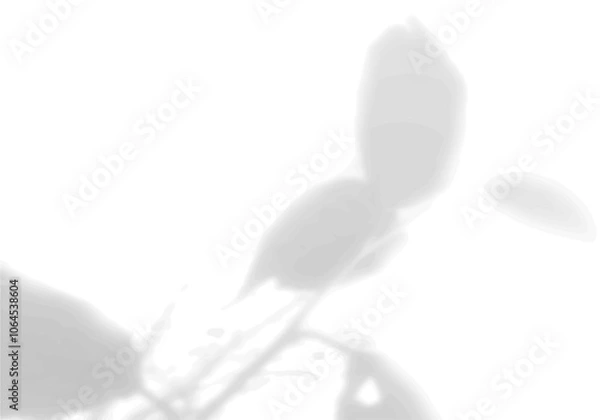 Fototapeta The shadow of tropical fern leaves on a white wall. Black and white image for photo overlay or mockup