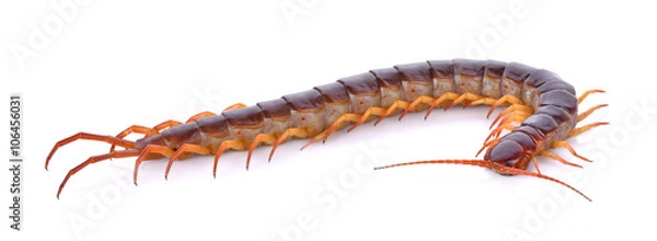 Obraz centipede on white background