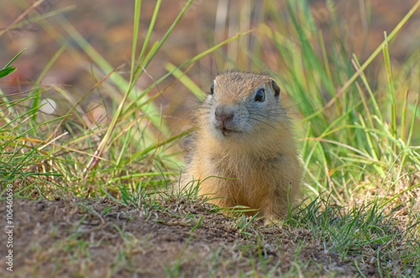 Fototapeta сибирский суслик