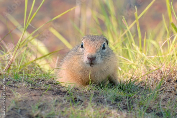 Fototapeta сибирский суслик