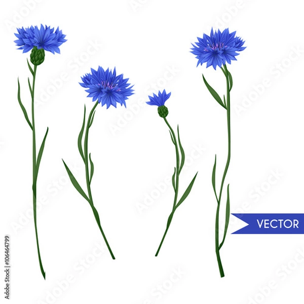 Obraz Cornflower vector set