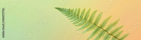 Fototapeta A Single Fern Frond Against a Gradient Background