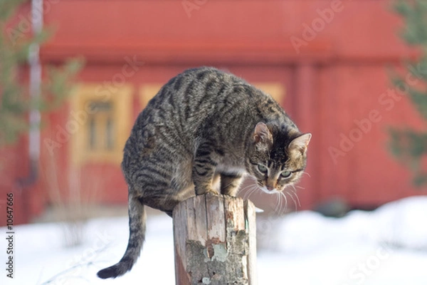 Obraz Grey tabby cat sitting on post