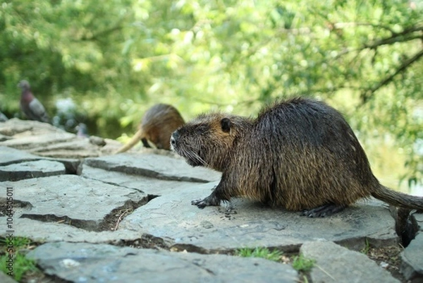 Fototapeta there is a wild nutria in the center of Prague
