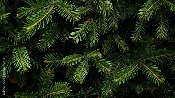 Obraz green fern background