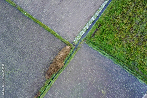 Fototapeta rice fields aerial view