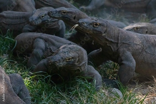 Fototapeta The ferocity of Komodo dragons when they eat their prey with their sharp teeth. strong jaw bite when eating prey with dripping saliva