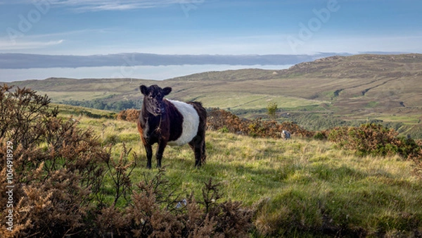 Obraz Black and white cow in the rugged hilly landscape of the Scottish Highlands in the far north of Scotland