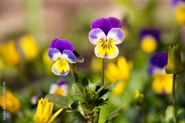 Obraz 
Pansy Spring Flower