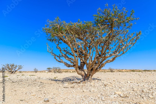 Fototapeta Scenic view of a Frankincense tree growing in the arid landscape of Wadi Dawkah natural park, a unesco world heritage site located in Dhofar, Oman, featuring a clear blue sky