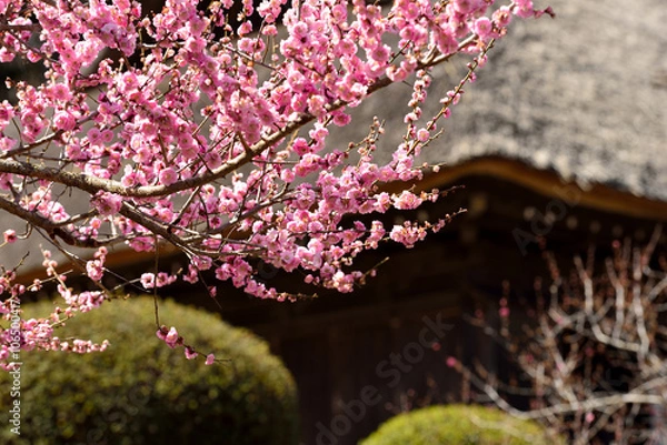 Obraz 日本庭園に咲く桃色の梅