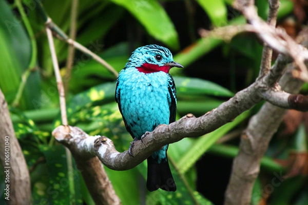 Obraz spangled cotinga blue bird Cotinga cayana