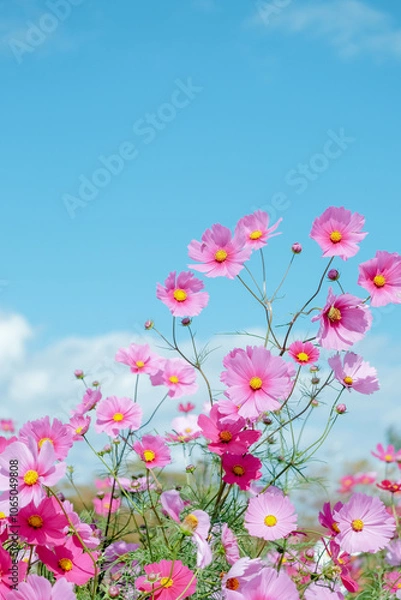 Fototapeta コスモスと青空	