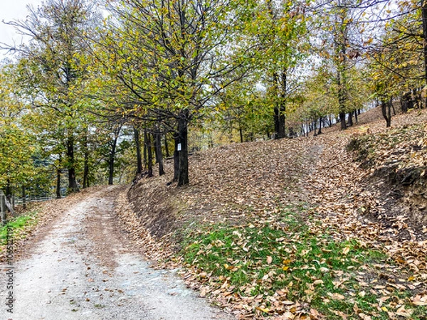 Fototapeta Autumn in Piedmont. Chestnut forest in the province of Cuneo.