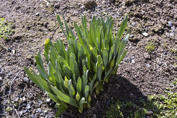 Fototapeta весенние цветы нарциссы