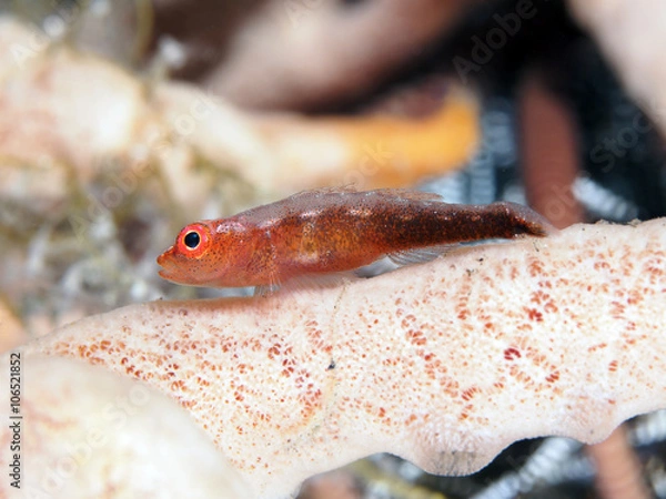 Obraz Coral fish Blueband goby