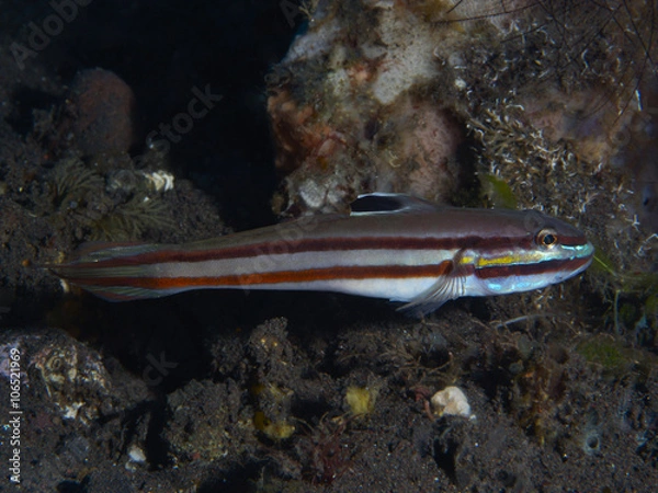 Obraz Coral fish Blueband goby