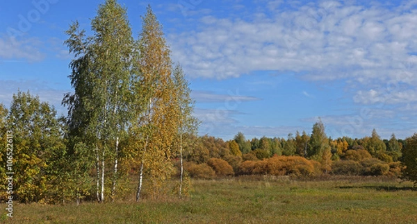 Fototapeta A group of birch trees standing against the backdrop of a forest