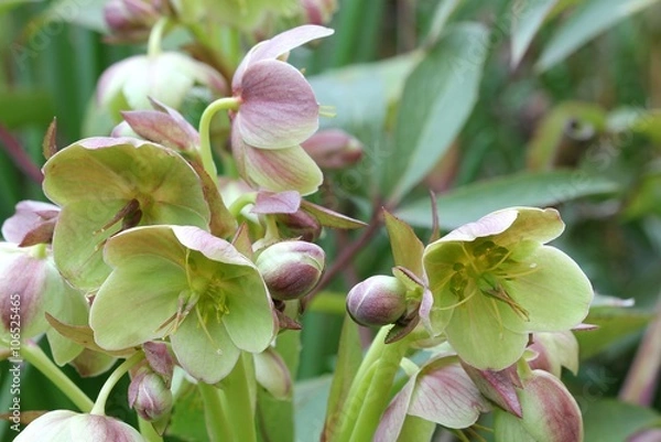 Obraz Hellebore - Helleborus