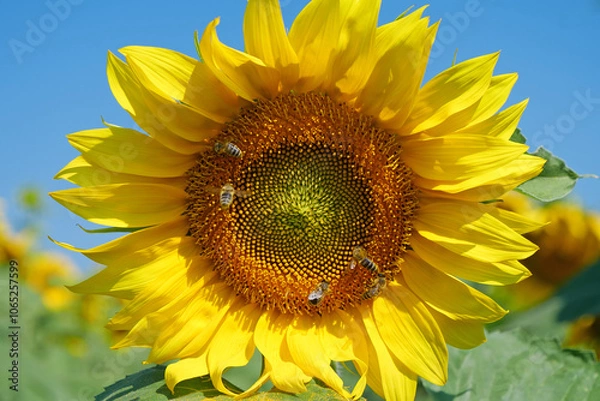 Obraz Beautiful sunflower with a bees, close-up shot