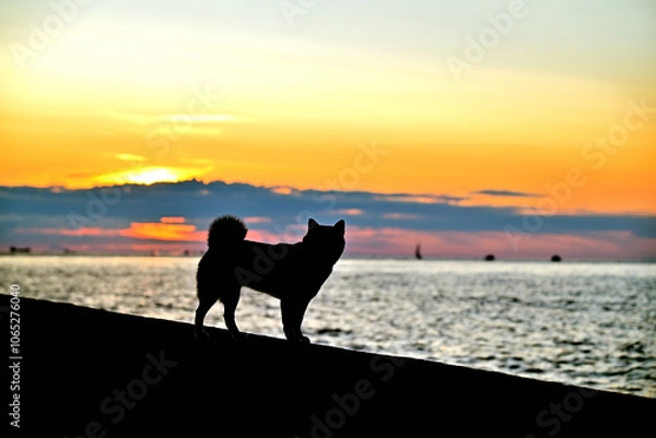 Obraz dog on the beach at sunset