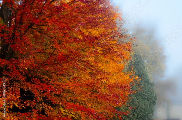 Obraz Close-up view of a maple tree with red and orange leaves on a foggy morning