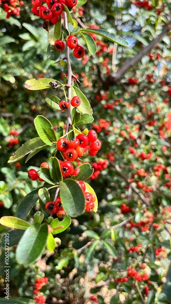 Fototapeta small red berries