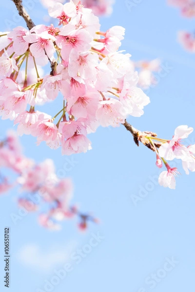 Fototapeta Cherry blossoms