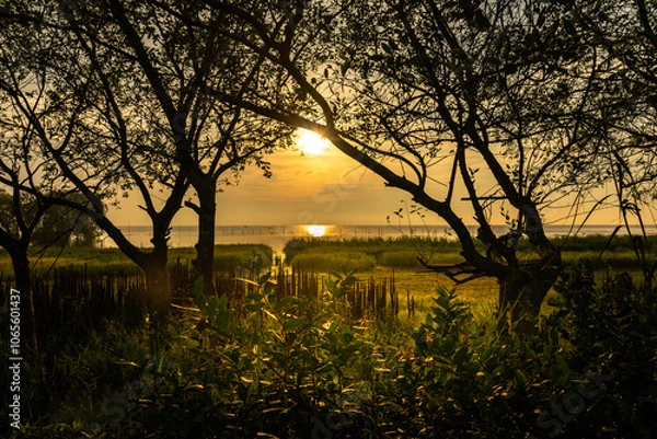 Obraz Big trees on the beach in the evening