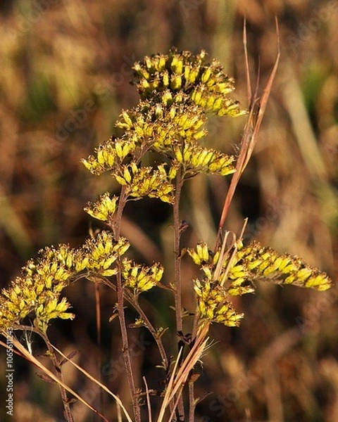 Fototapeta Goldenrod flowers with clusters of small yellow blooms stand in a field of tall autumn grass. The background is a blur of brown and green, accentuating the vibrant colors of the flowers.
