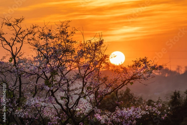 Obraz Pink flowers against evening sun
