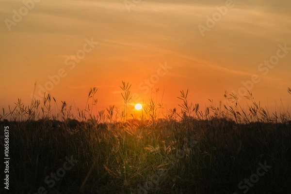 Obraz Grass flowers and golden evening light