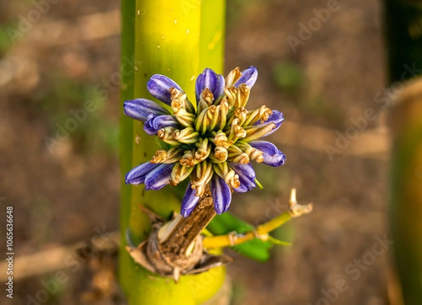 Obraz one purple and green flower