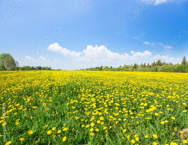 Fototapeta Yellow flowers  field under blue sky