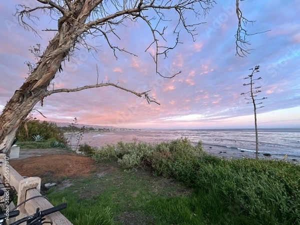 Fototapeta trees on cliffside by ocean with pink sky