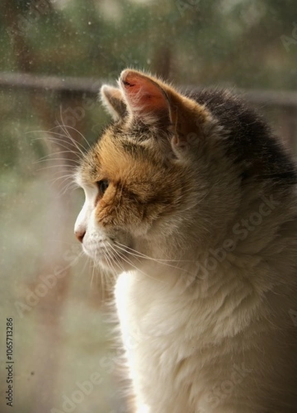 Obraz portrait of a cat