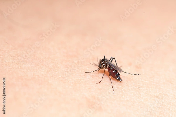Fototapeta Aedes mosquito