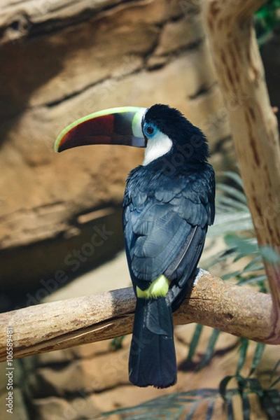 Fototapeta Whitechest toucan or sitting on a branch