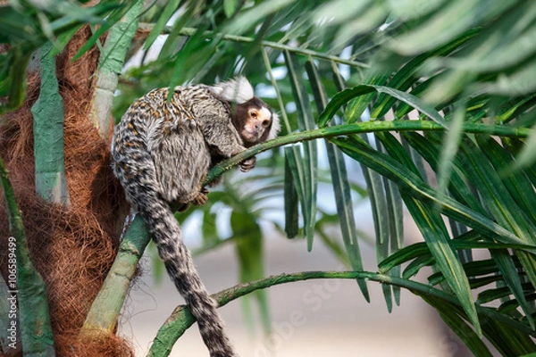 Fototapeta Common marmoset or Callithrix sitting on a branch